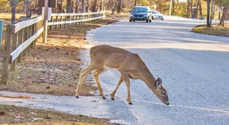 What to do if you hit a deer: deer about to cross a road