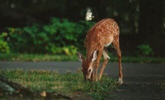 What to Do If You Hit a Deer: Car Accident Next Steps