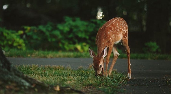 What to do if you hit a deer: deer eating grass by the road