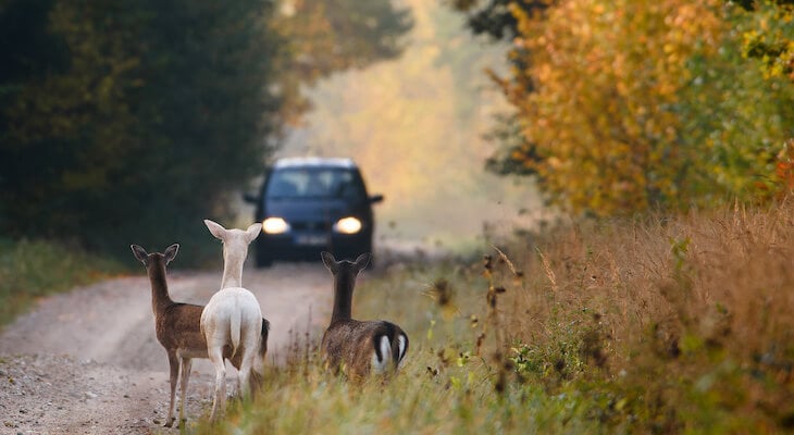 3 deers looking straight into an oncoming car