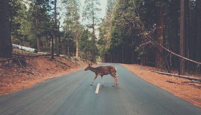 Deer road accident