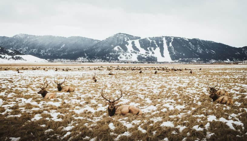 Elks Wyoming