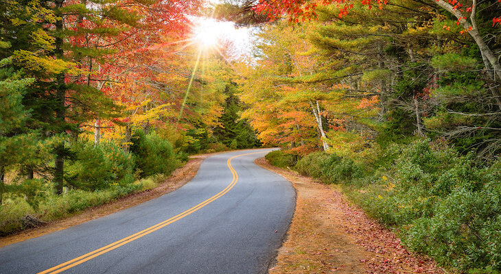 Insurance rates by state: road lined with trees