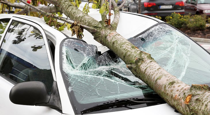 tree branch on top of a car