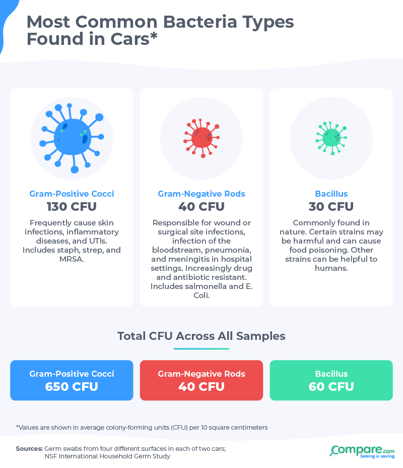 Infographic: most common bacteria types found in cars