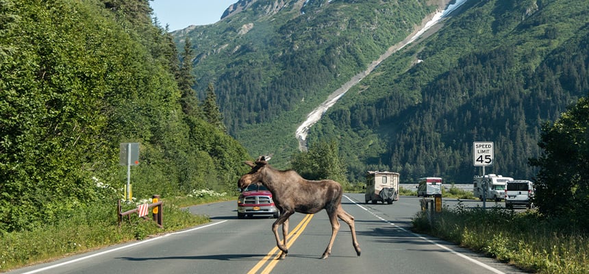 Moose crossing an Alaskan road
